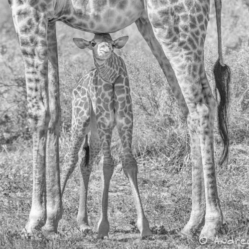 monochromatic wildographer wildography wildographyandsafaris monochromemonday photosafari blackandwhite giraffe baby photosafariguide travelandbeyond