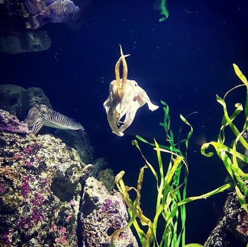 neaq:Raise your arms if you’re a fan of #cuttlefish! These...