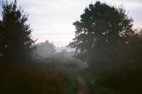 35mm film photography photographers on tumblr foggy morning morning fog trees forest nature woods path wanderlust