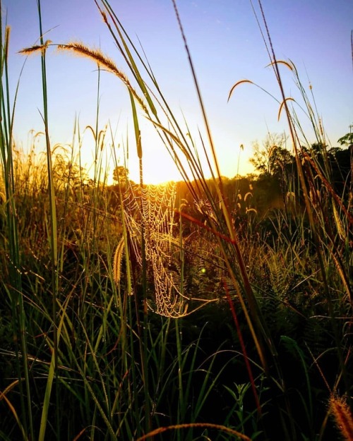 #Sunrise #Dawn #SpiderWeb #SunRays #GooglePhotosAssistant