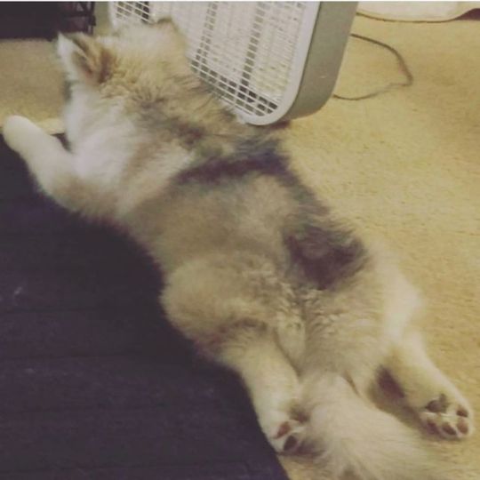 Happy Fluffy Butt Friday!!!!! Look at that glowup with the coat and color change!!! . . . . . . . . . . . . . . . #kofuandbella...