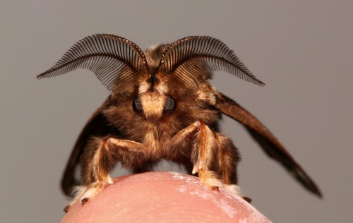 sinobug