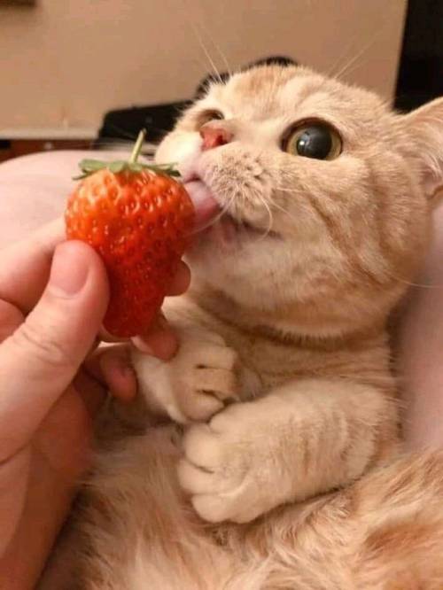 justcatposts