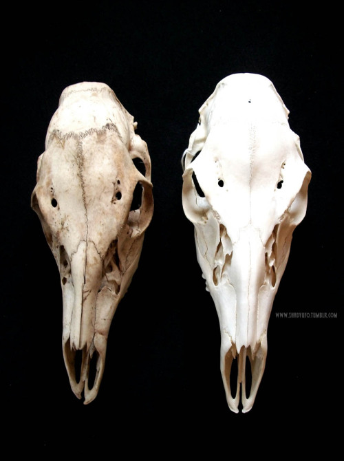 shadyufo:Crooked Doe Skull. Some better pics and also some...