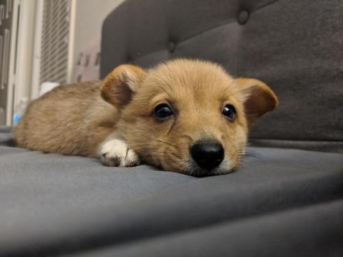 corgikistan:All smiles for Yuna, the goodest of puppers!