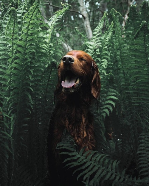 escapekit:Meet Troja: The Irish Setter Photographer George...