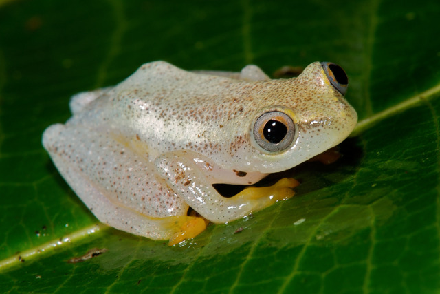 Amphibien aus Madagaskar The Travelling Taxonomist — Heterixalus betsileo (Hyperoliidae) by ...