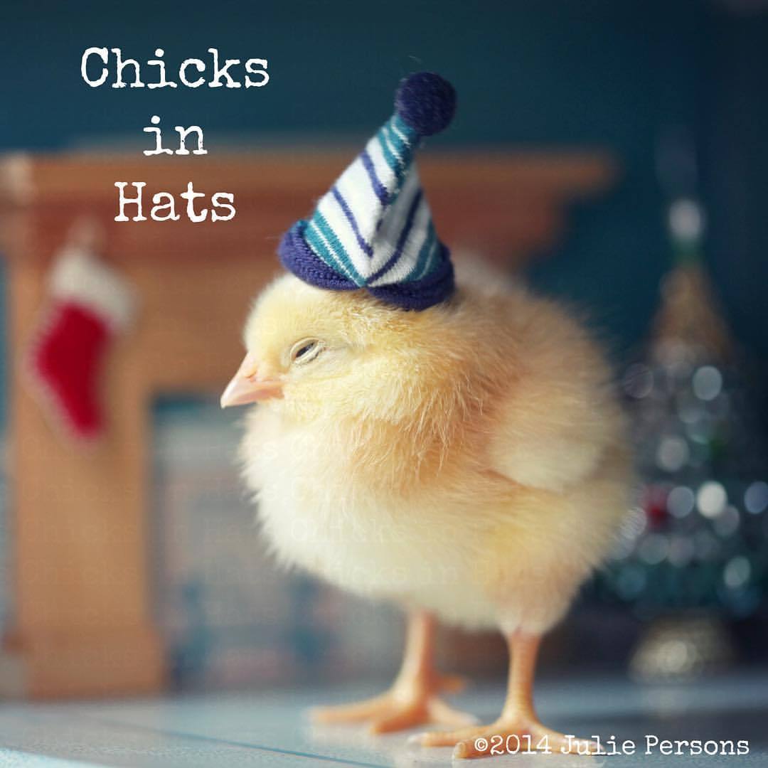 Chickens Baby Chicks Miniature Dollhouse Picture