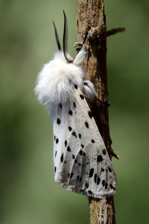 silvaris:White Ermine Moth by Barry Cook