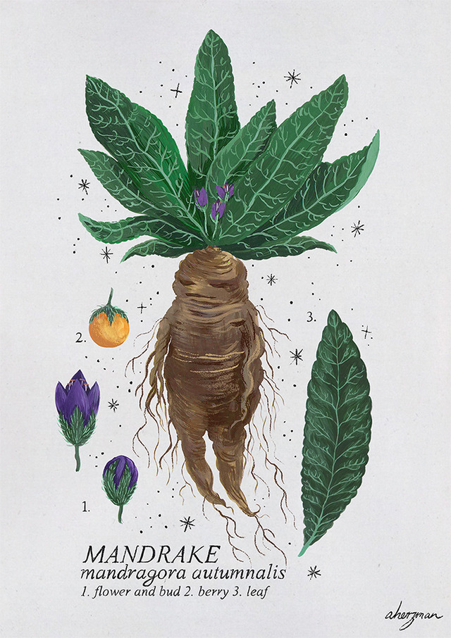 harry potter mandrake root