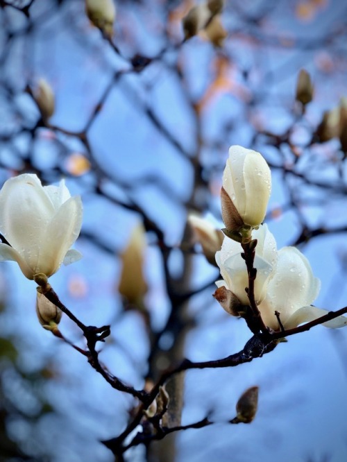 jasmine7031:Magnolia BlossomMagnolia has begun to bloom in my...