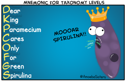 amoebasisters