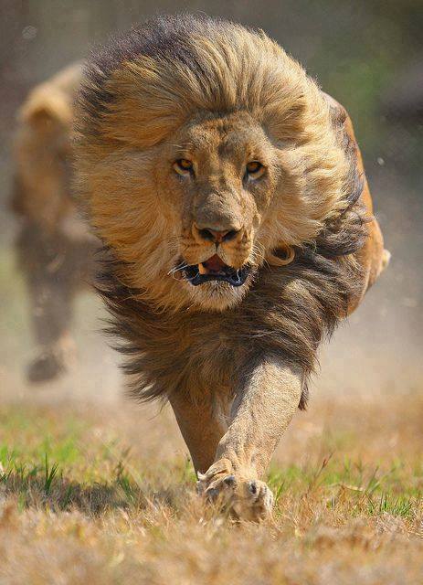 when-it-is-but-it-isnt:Lion In Full Stride