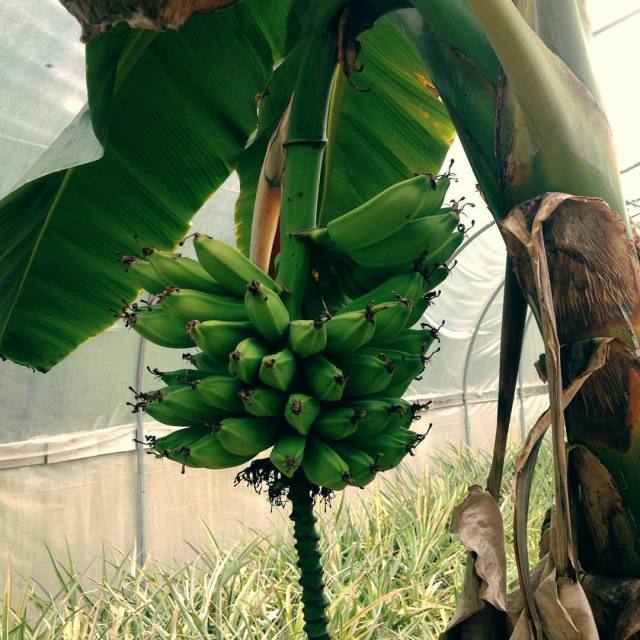 Florida Fruit Geek — Nice stalk of ‘Dwarf Orinoco’ bananas plumping out...