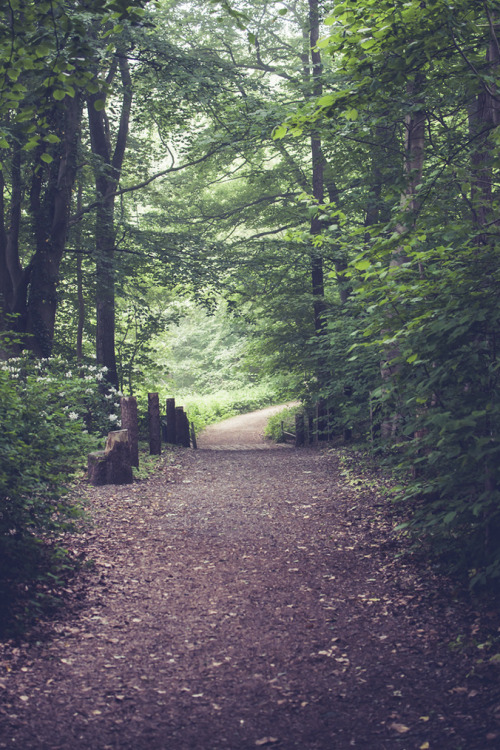 tearingdowndoors:500px / Forest path || Henrik Hansen