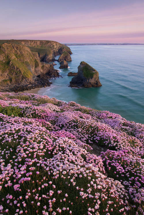 brutalgeneration:Bedruthan Pinks (by George-Edwards)