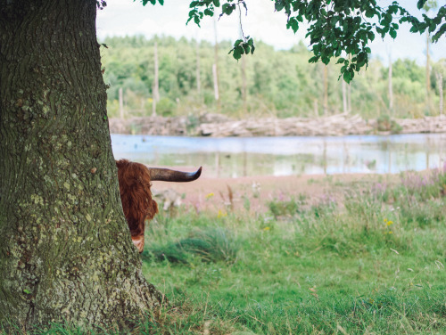 klaasfoto:Hide and Seek, 2016I tried to teach the herd how...