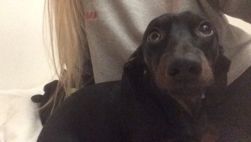 bestdogmemes:This is sid the sausage dog, he’s v precious