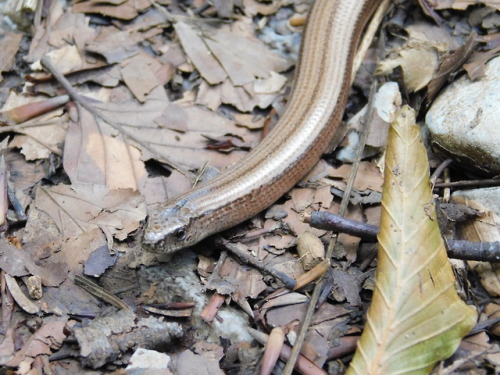 Slowworm fren