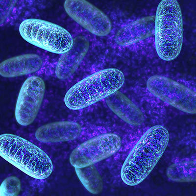 Researchers Discover Anxiety Cells In >> Neuroscience Researchers Discover Key Link Between Mitochondria Researchers Discover Anxiety Cells In >> Neuroscience Researchers Discover Key Link Between Mitochondria