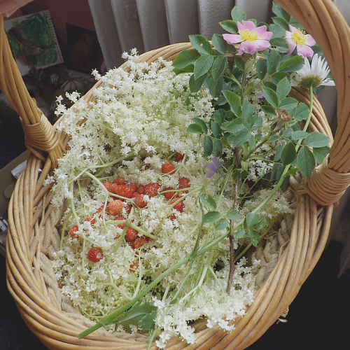 thymehoney:basket with elder flowers, wild strawberries, wild...