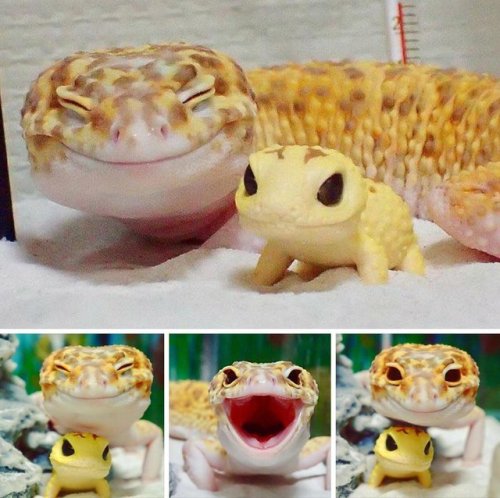 awwww-cute:Mum gecko is very happy (Source:...