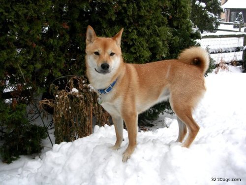 Mame Shiba Inu Tumblr