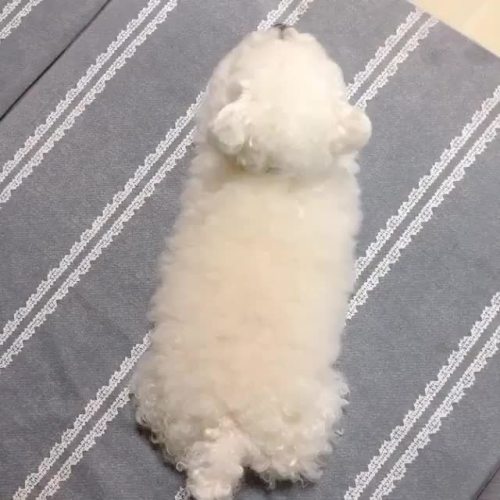 awwsfordays