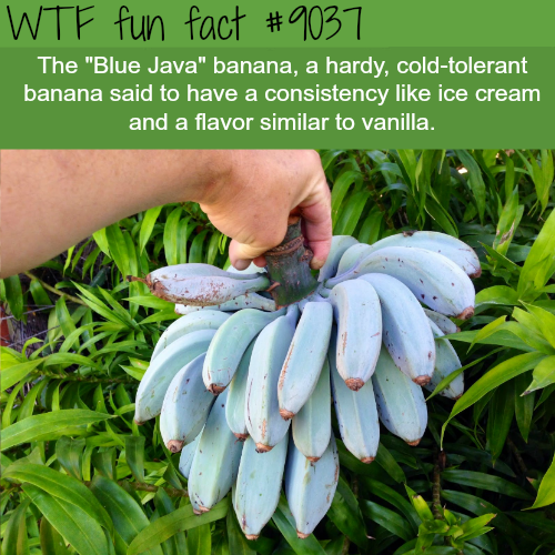 wtf-fun-factss:Blue Java Banana - WTF fun facts