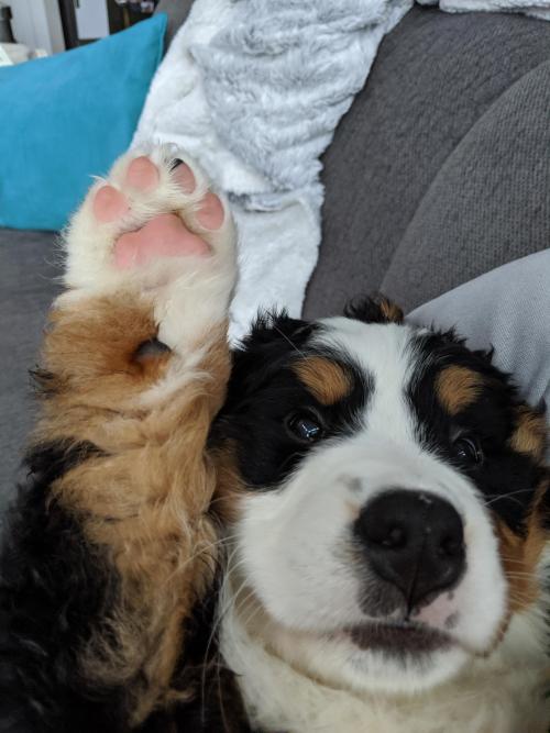 awwflycat