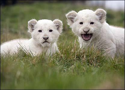 rivieredelalune:White Lion