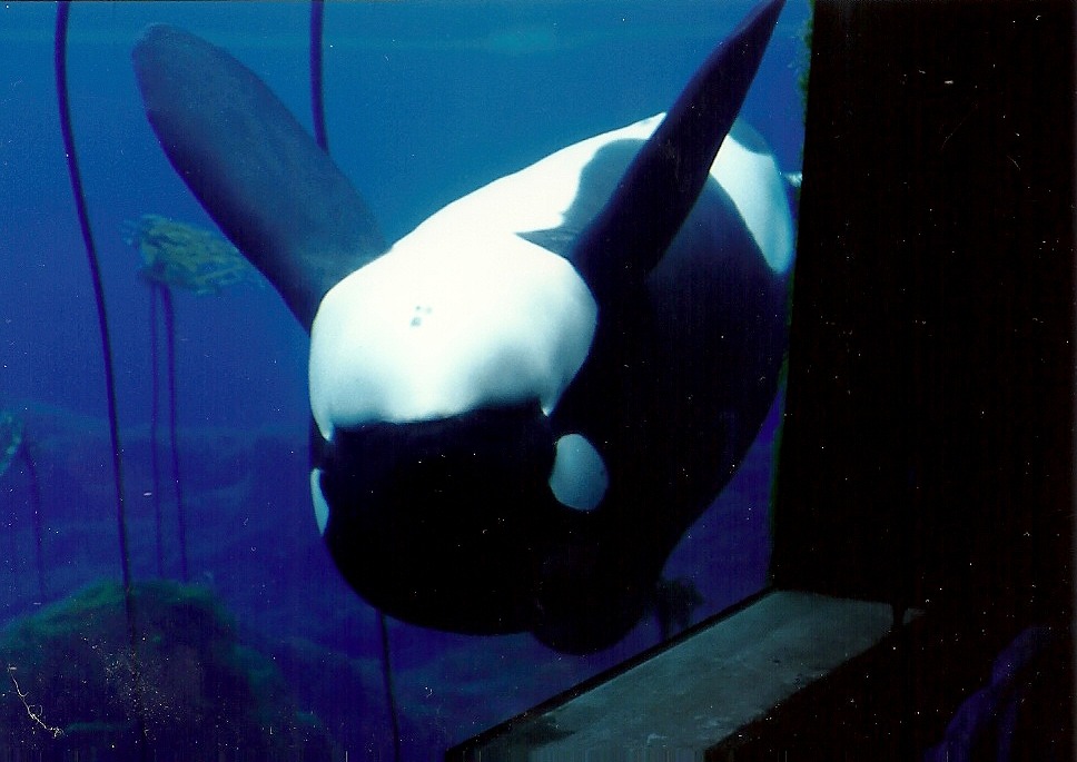theincredibleorca:
“king-lobo:
“ Keiko at the Oregon Coast Aquarium - 1998 (Pictures are mine, please do not remove caption.)
”
Keiko! My favorite!
”