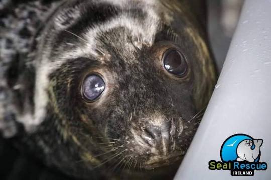 The Little Seal with David Bowie Eyes Look at this beautiful little girl! Her actual name is Clover. Similar to David Bowie, an...