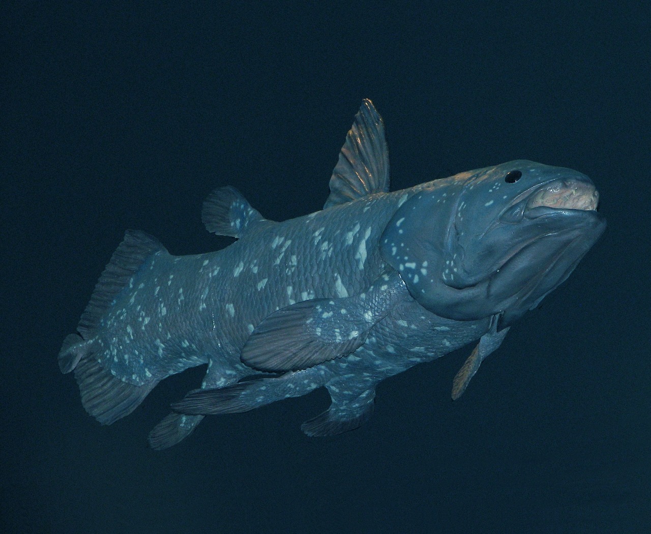 Historical Nonfiction | The coelacanth, a member of a group of fishes ...