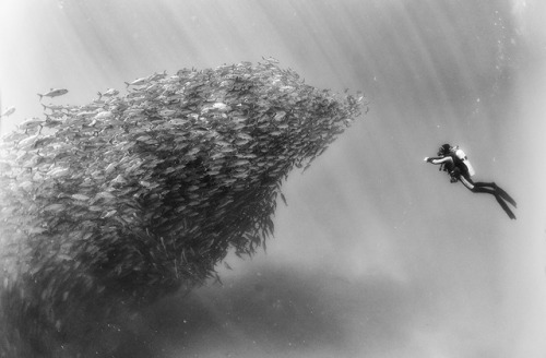 escapekit:What Lies Under the SeaAnuar Patjane Floriuk is a...