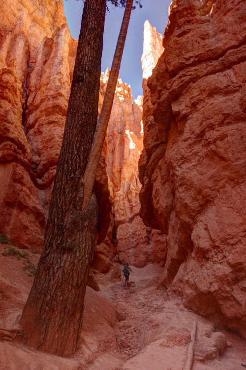 philotheoristic:Bryce Canyon N.P. Below the Rim,…Navajo Loop -...