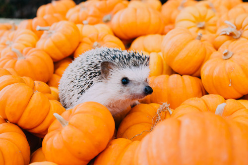 tessarecovering:I took Hazel my hedgehog to a pumpkin patch. I...