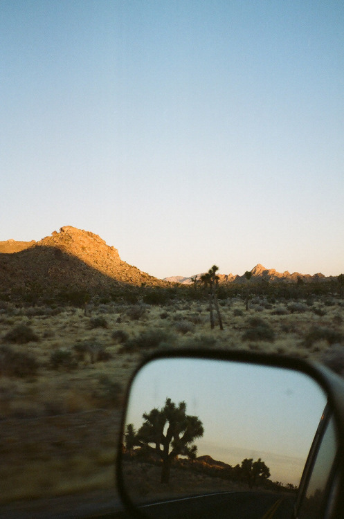 solitudeseeking:Entering the park at dusk