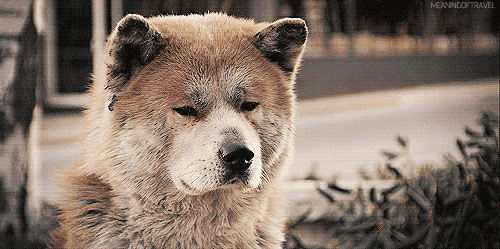 tumblr_n04wb7Mi0w1sl831qo2_r1_500.gif