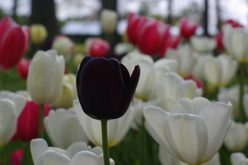 Tulips of Floralia Brussels