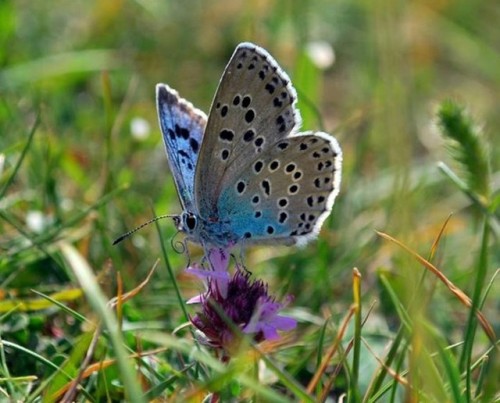 national-trust:Large blue butterfly numbers have doubled in the...