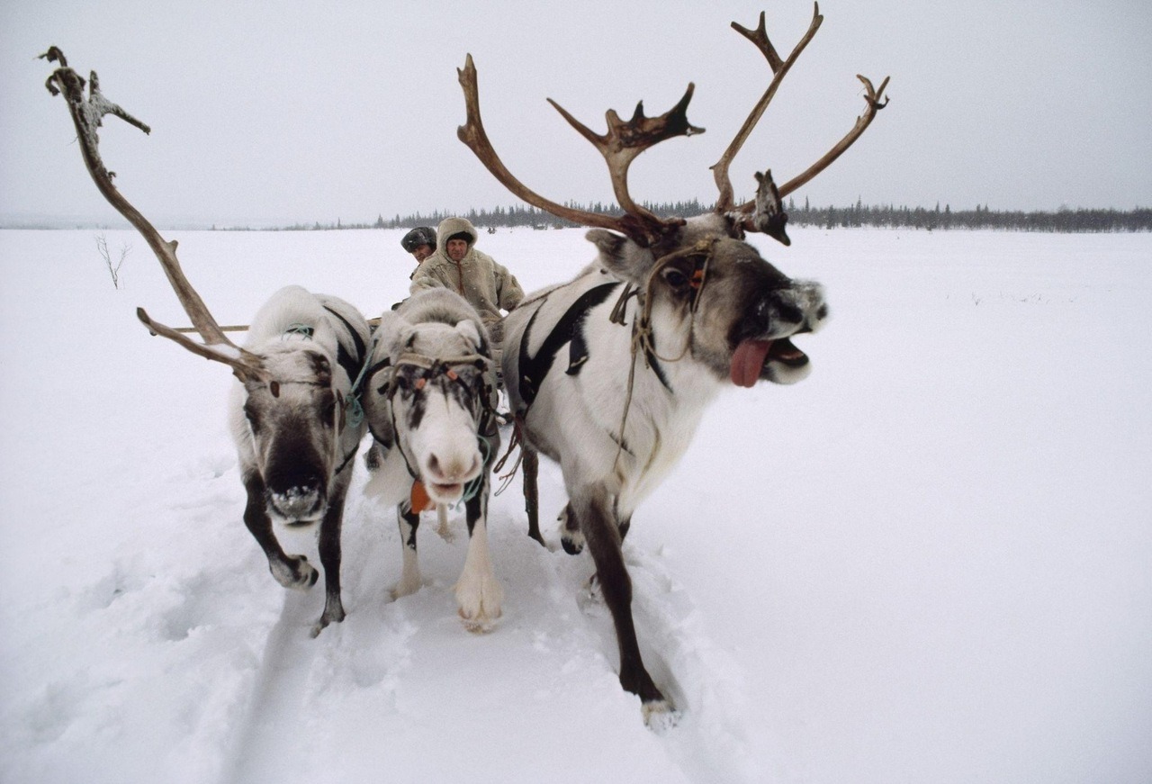 Reindeer sledge in the Russian North (Murmansk region), 1980