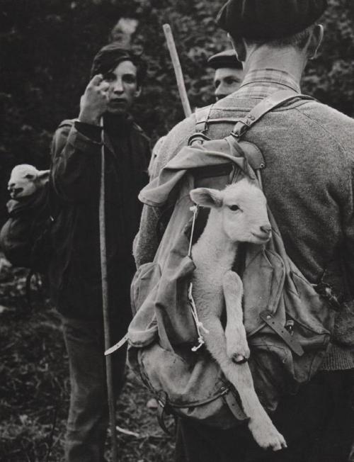 au-meme-endroit:Transhumance au Lanoux, 1973, Roger...