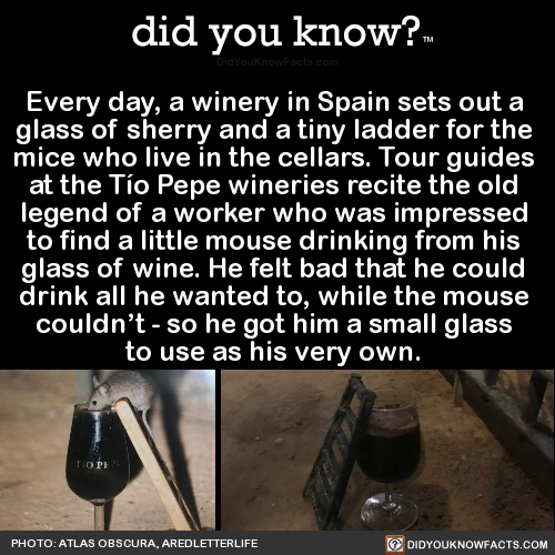 did-you-kno:Every day, a winery in Spain sets out a glass of...