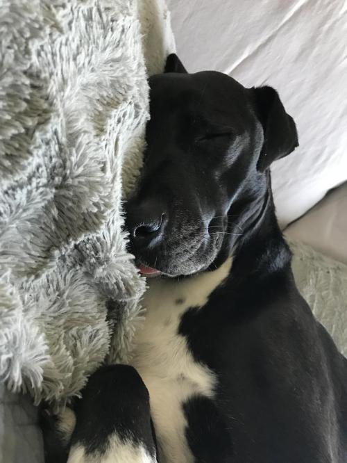 dailyblep:Small sleeping blop from the bean