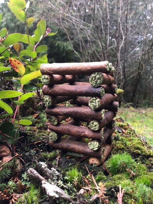 johannesnw:Rolled up 24 backwoods Lincoln log style and made a...