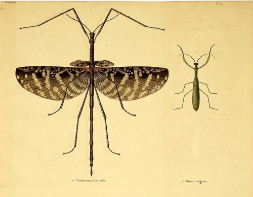 wapiti3:Natural history of insects: Orthoptera, Neuroptera,...