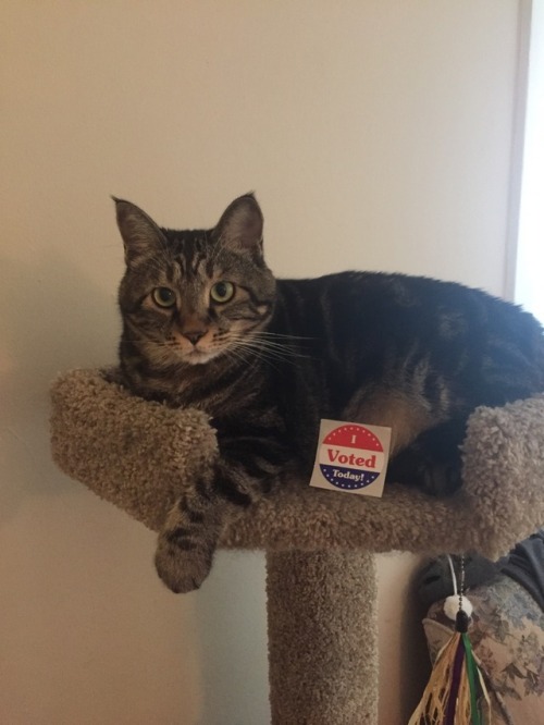 Civic duty kitty reminds you that in many states it is primary elections today, and even if you are not voting in the primary elections, you should check your voter registration and vote in the midterms. Protect your rights and your democracy.