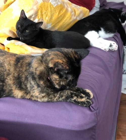 All three cats were in a line on the bed this morning!