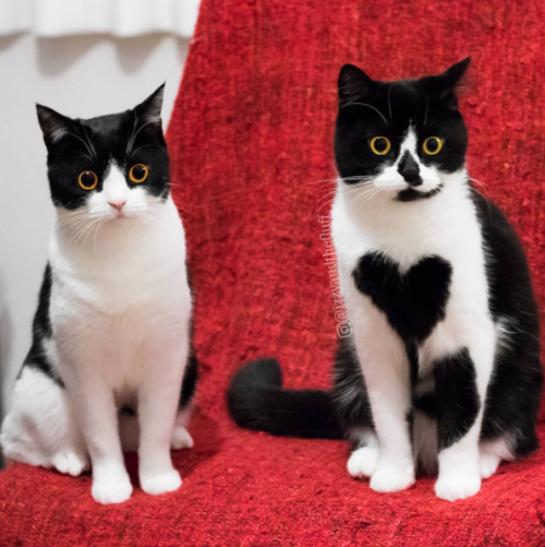 catsbeaversandducks:Izzy & Zoë “We are sisters!”Photos...